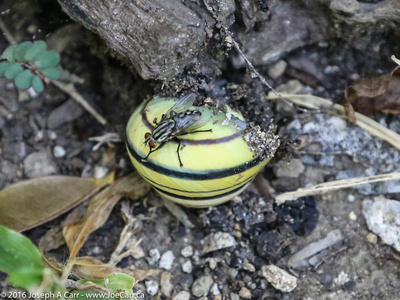 A bug on a land snail