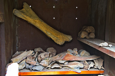 Tusks and bones from Pleistocene era kept in a steel box