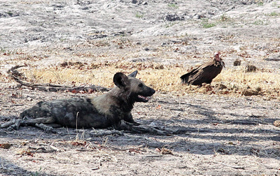 Wild Dogs and Vultures