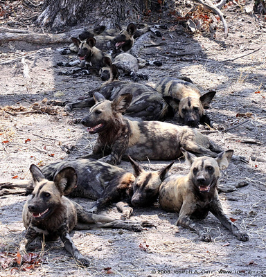 Wild Dogs lying in the shade after eating a kill