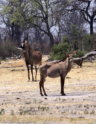 Sable Antelope