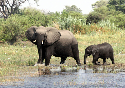 Female elephant and baby decide to cross the spillway in front of us