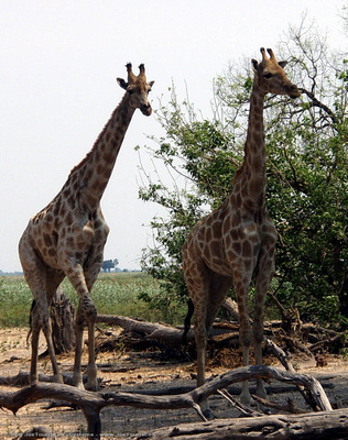 Two Giraffe