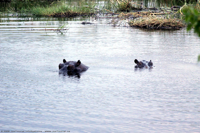 Hippopotamus in the spillway outside my tent
