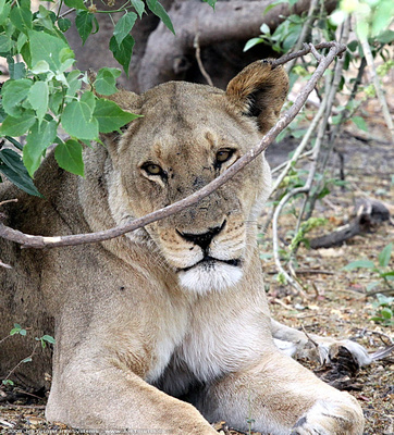Female Lion resting in the shade of a bush