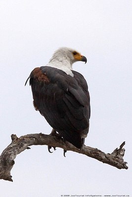 African Fish Eagle perched on a branch