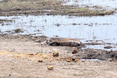 Warthog wallowing in the mud beside the Spillway