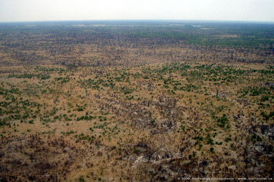 Aerial view of the Okavango Delta 
- dry area near Linyanti Camp