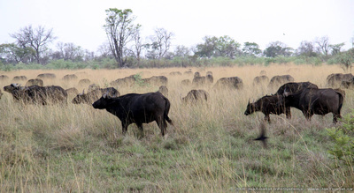 A herd of Buffalo