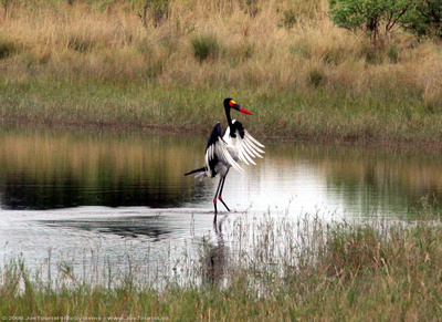 A Saddle-billed Stork landing in the spillway