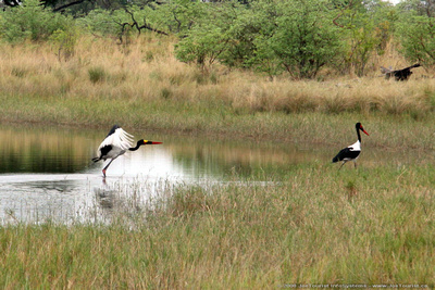 Saddle-billed Storks in the spillway