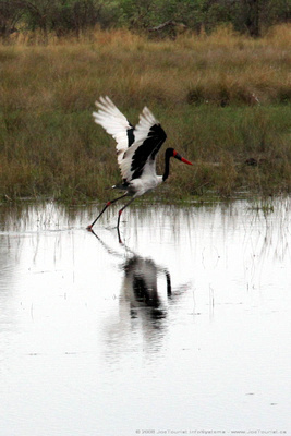 A Saddle-billed Stork taking off from the spillway