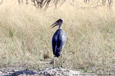 Open-billed Stork on the ground