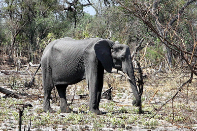 Emaciated female Elephant