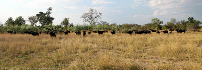 A herd of African Buffalo