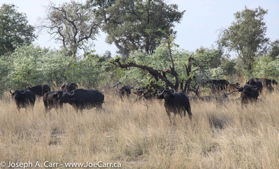 A herd of African Buffalo