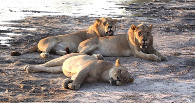A pride of four lions resting beside a water hole