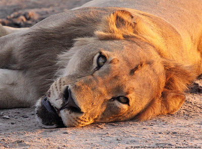 A pride of four lions resting beside a water hole