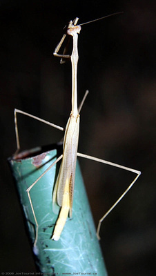 Preying Mantis on 
the frame of my 
wash basin