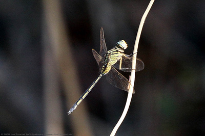 A Dragonfly on a twig