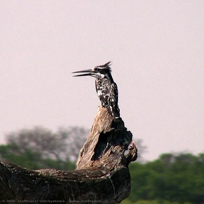 A Kingfisher perched on a branch overhanging the spillway
