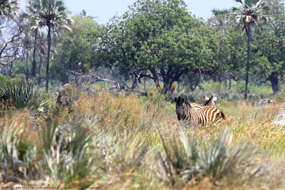 Zebras near the airstrip