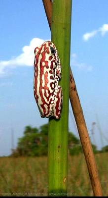 Spotted Reed Frog in the Okavango Delta