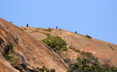 A troupe of baboons sit on the rocks watching the sunrise