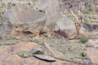 A lioness & her three cubs in the rocks