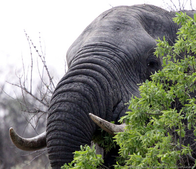 A huge bull elephant pushes over a tree and grazes on it