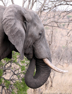 A huge bull elephant pushes over a tree and grazes on it