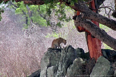 Leopard under a tree beside a river