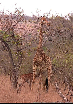 One day old baby Giraffe suckling on its mother