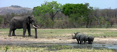 Face-off between big bull Elephant and mother White Rhinoceros