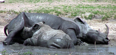 Baby White Rhinoceros suckling on its mother at a water hole