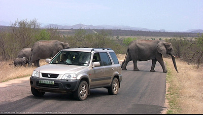 Elephants crossing the road in front of us
