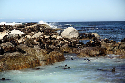 Cape Fur Seals on Duiker Island