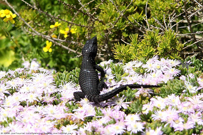 Black lizard on white flowers
