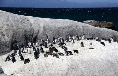 African Penguins at the Boulders Penguin Colony