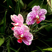 Pink Orchids in the Orchid House