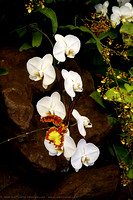 White Orchids in the Orchid House