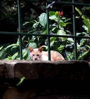 Cat on the wall by the Sunken Garden