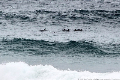 Porpoises near the surf line