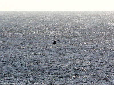 A whale with its tail sticking vertically out of the ocean