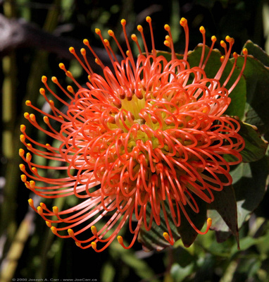Orange Protea blossum