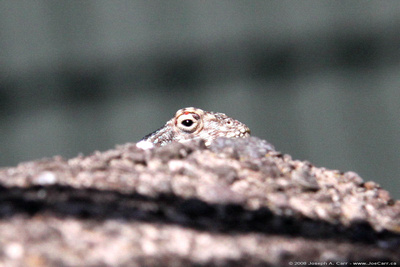A Gecko peeking out