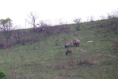 Black Rhinoceros grazing on the hillside