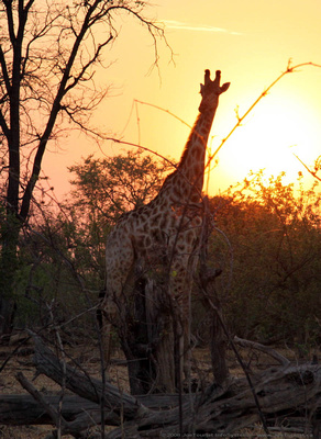 Giraffe feeding at sunset