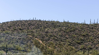Lots of cactus on the hillside