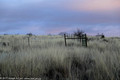 Ranch land grass and a fenceline in the early morning light